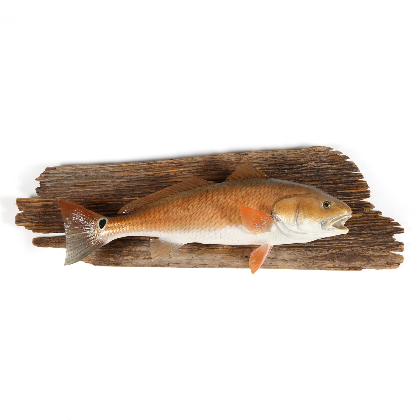 Red Drum Taxidermy on Driftwood (1 of 6)