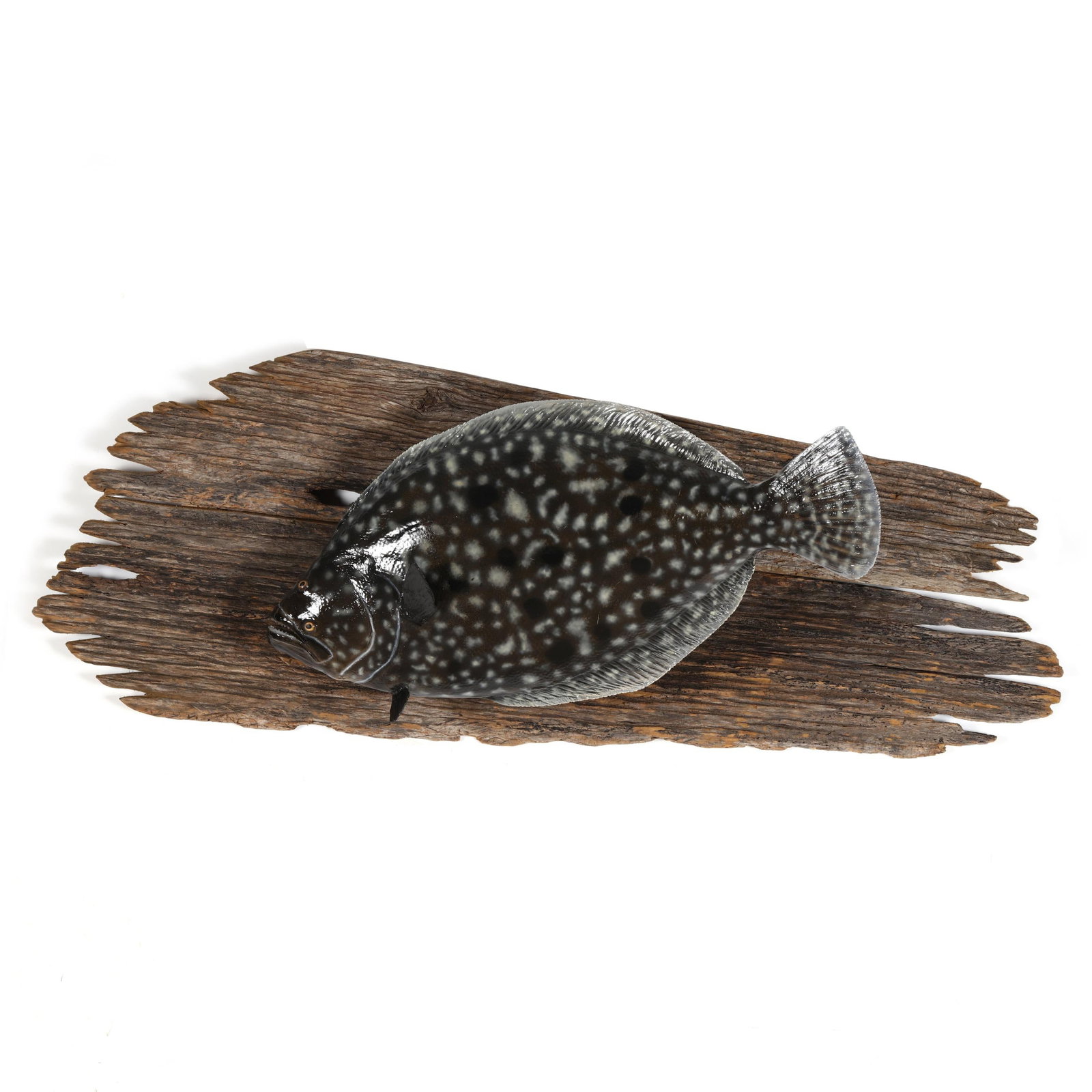 Flounder Taxidermy Mounted on Driftwood (1 of 5)