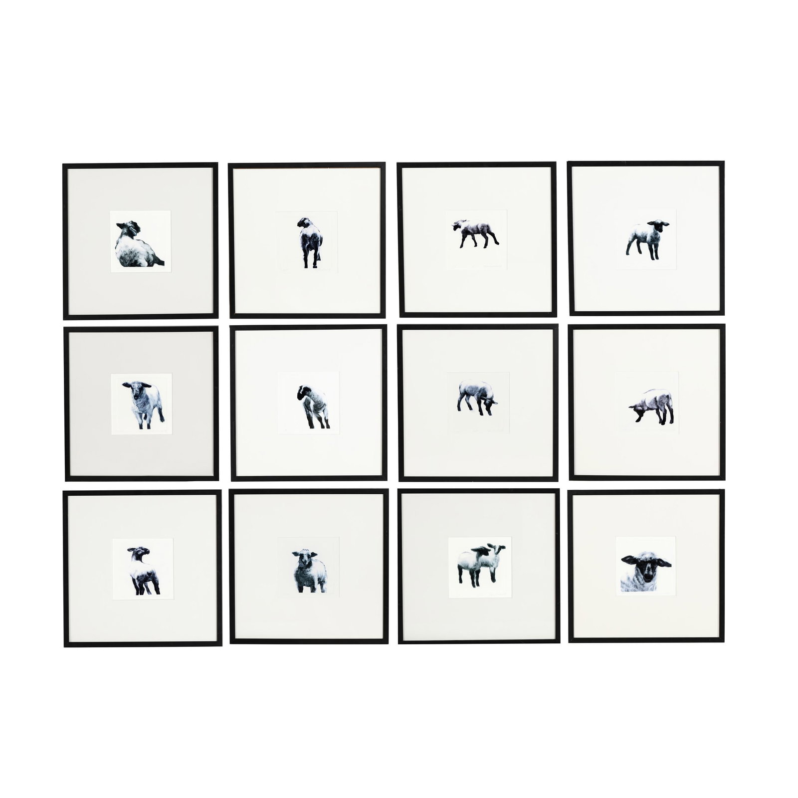S. Christian Rolel (American), Set of Twelve Sheep Photogravures: S. Christian Rolel (American), Set of Twelve Sheep Photogravures each a photogravure on paper, signed, titled, and numbered 1/75 to the lower margin, matted in uniform framing below glass. Frame dimen