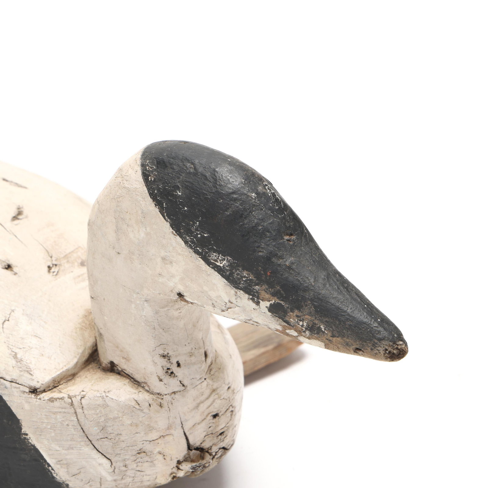 Early Eider - 4