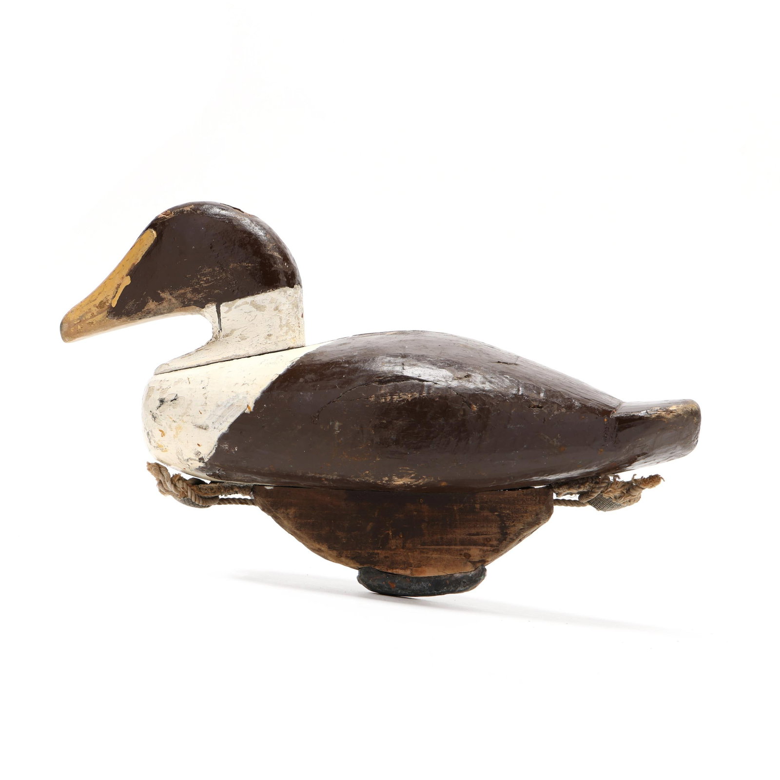 Early Common Eider - 2