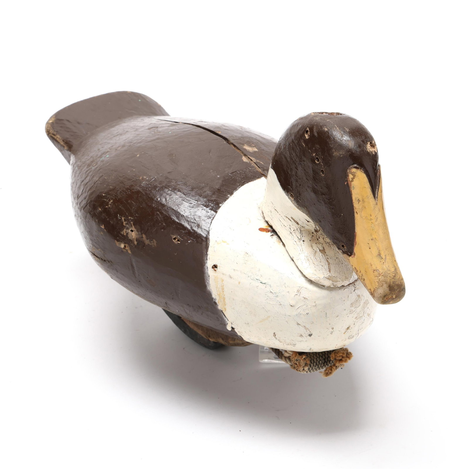 Early Common Eider - 3