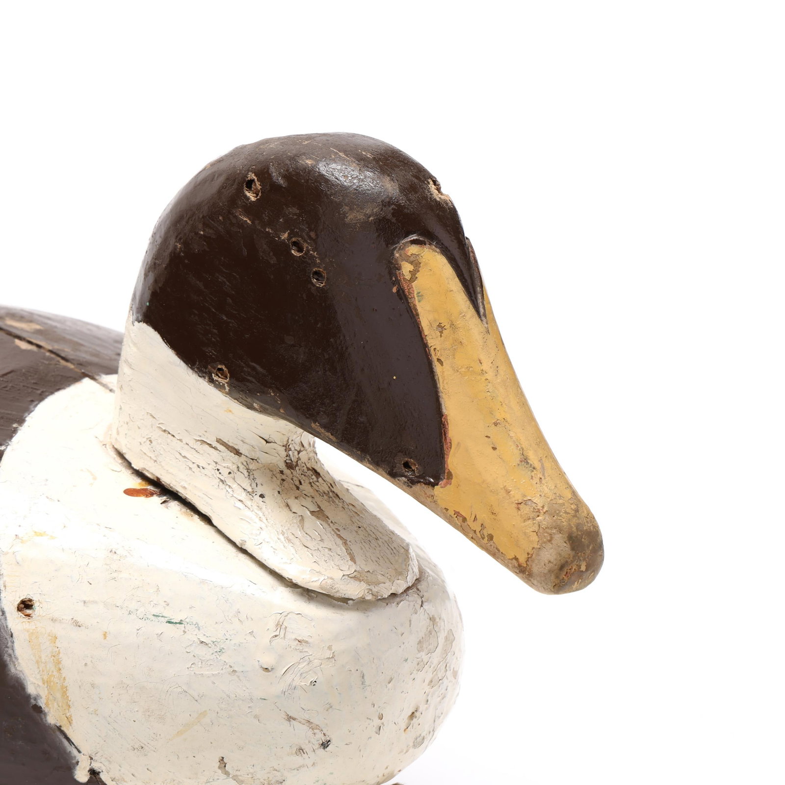 Early Common Eider - 4