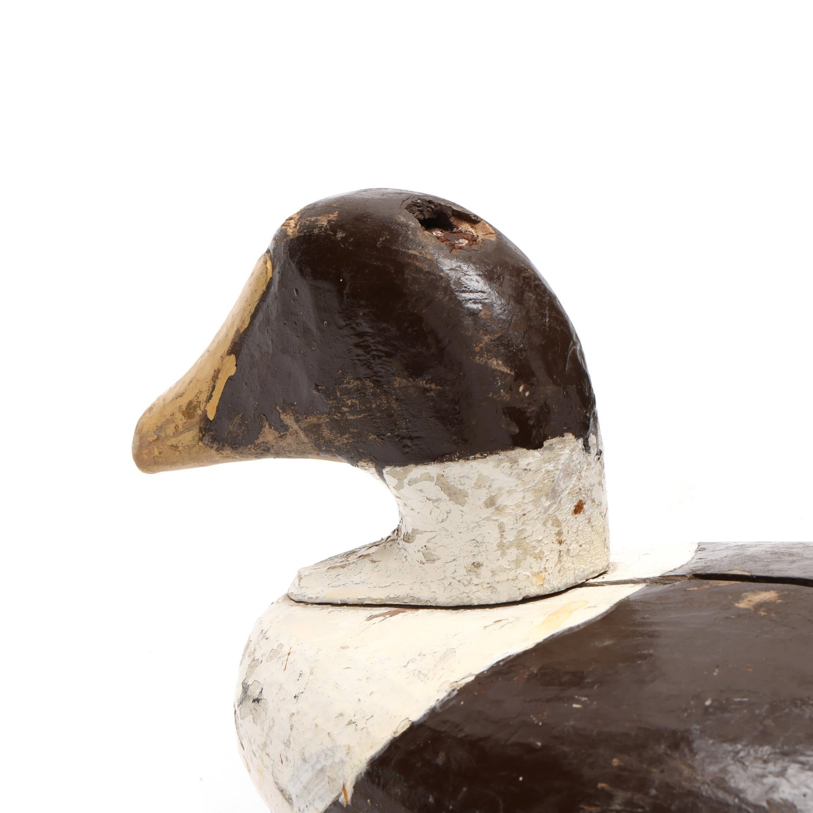 Early Common Eider - 5