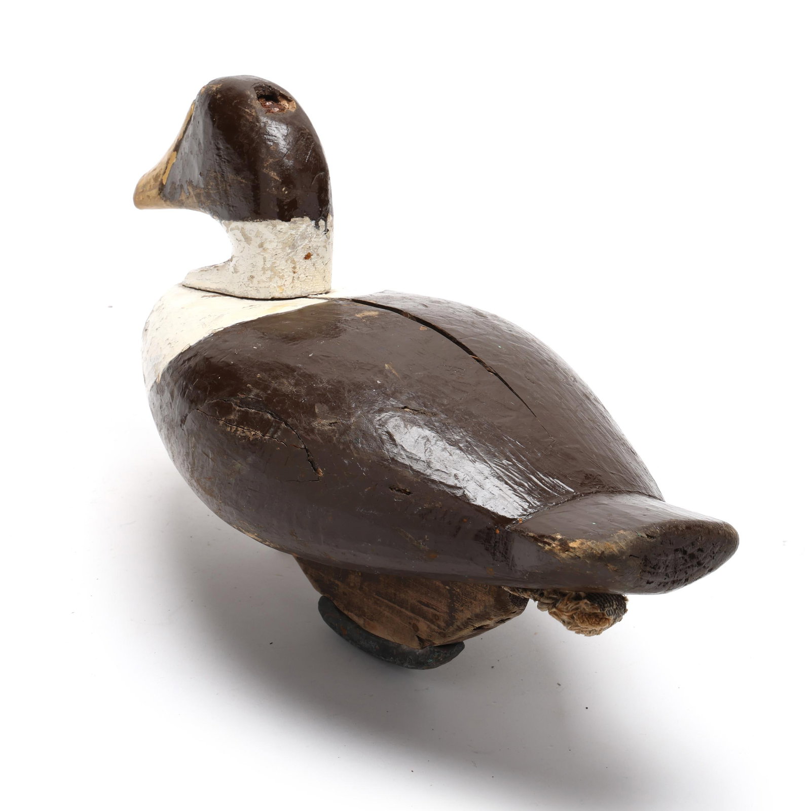 Early Common Eider - 6