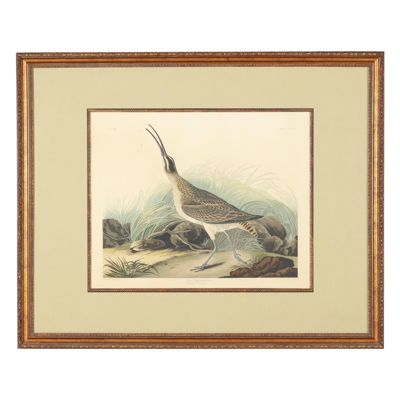 John James Audubon (American, 1785-1851), Great Esquimaux Curlew , Havell Edition (1 of 9)