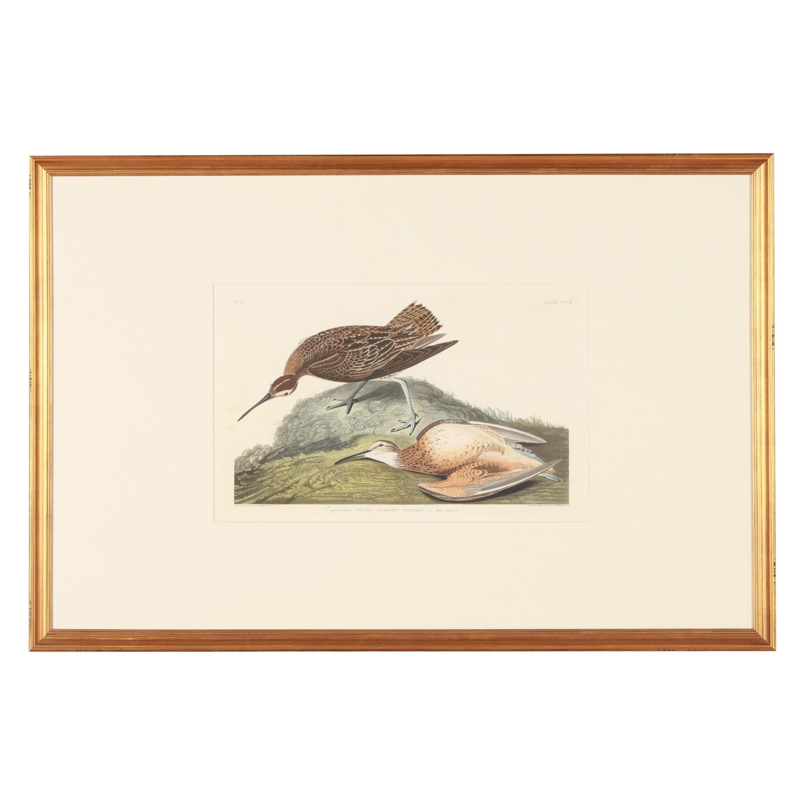 John James Audubon (American, 1785-1851), Esquimaux Curlew , Havell Edition (1 of 9)