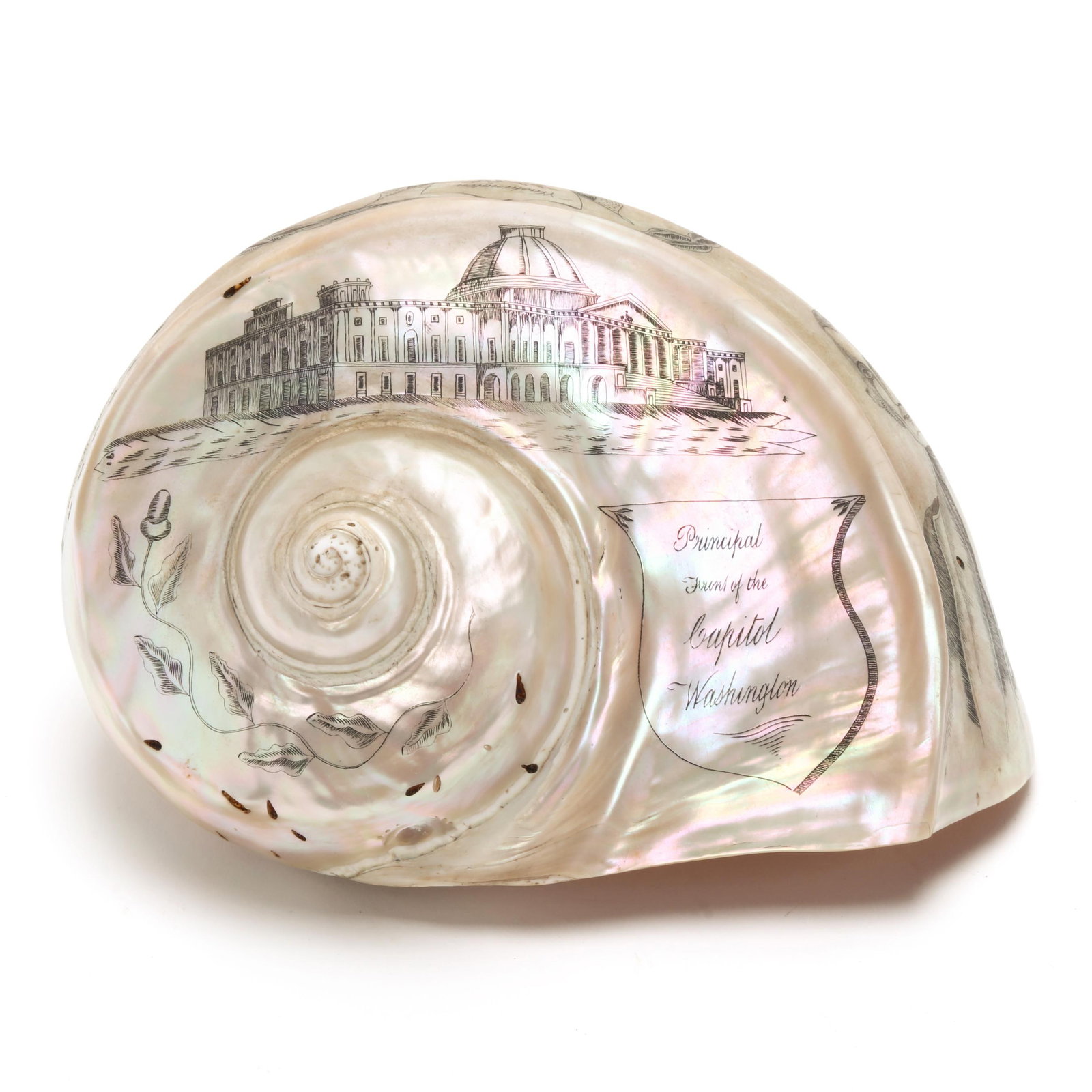 A Patriotic Engraved Turban Shell Depicting George Washington and the Capitol (1 of 6)
