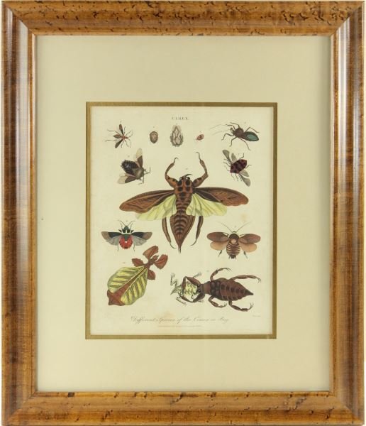 English Hand-Colored Entomology Engraving: English Hand-Colored Entomology Engraving"CIMEX," London, 1801, by J. Wilke, copperplate, presented behind mat in burled elm frame.DOA 18.5 x 16 in.Selected objects from The Bob Timberlake Collection