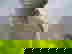item-1462118=4