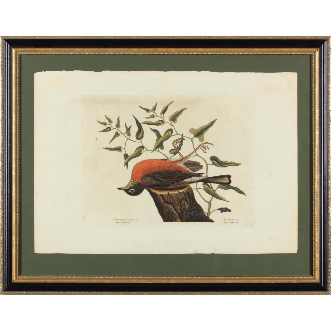 Mark Catesby (Eng., 1682-1749), "The Fieldfare": hand-colored copperplate engraving T.29 on laid paper with a partially obscured undated (James) WHATMAN watermark, depicts a deceased bird, from "The Natural History of Carolina, Georgia, Florida and