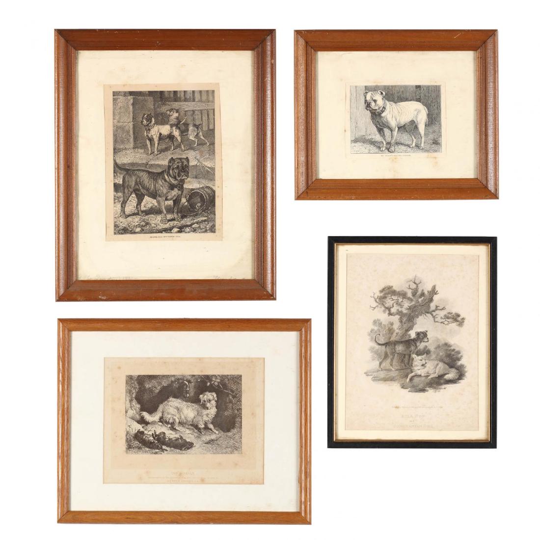 Four Antique English Prints Illustrating Dog Breeds (1 of 6)