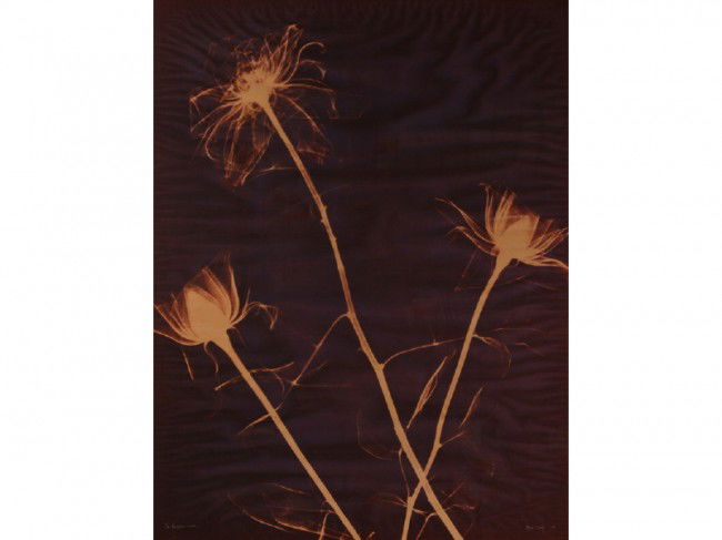 Agnes Denes 1973 Modern 40" x 31" Photograph: Agnes Denes (1938 - ) Hungarian/American "Dandelion Photograph". Signed lower right Agnes Denes' 73. The large format photograph has some wrinkling that could be corrected by a paper conservator, othe