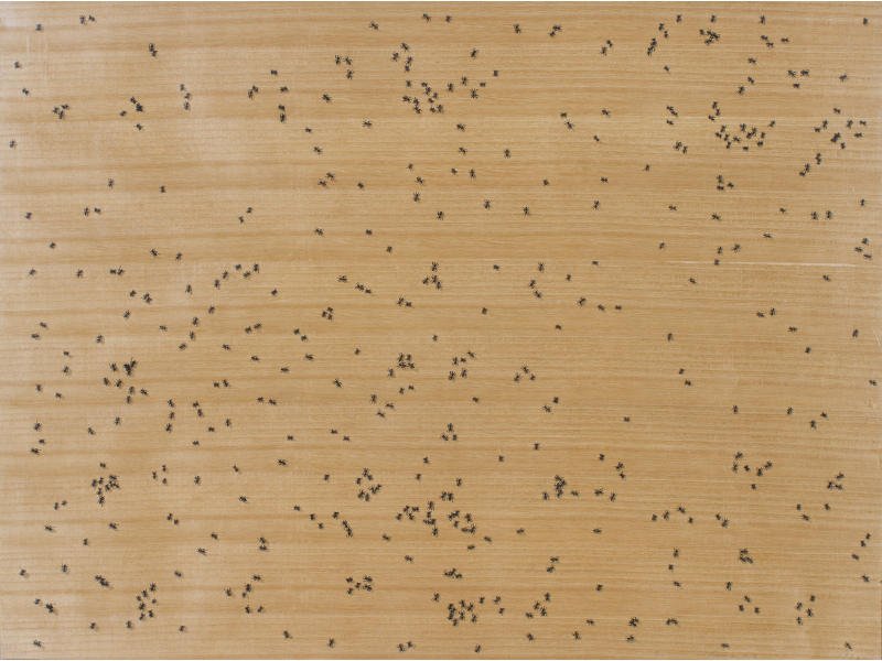 Ed Ruscha (American 1937-) Ants 1972 Color Screenprint: Edward Joseph Ruscha (American, 1937-) Black Ants serigraph on paper backed wood veneer. Screenprint in colors, edition 63/100, dated 1972 signed E. Ruscha in pencil. Original signed screen print is i