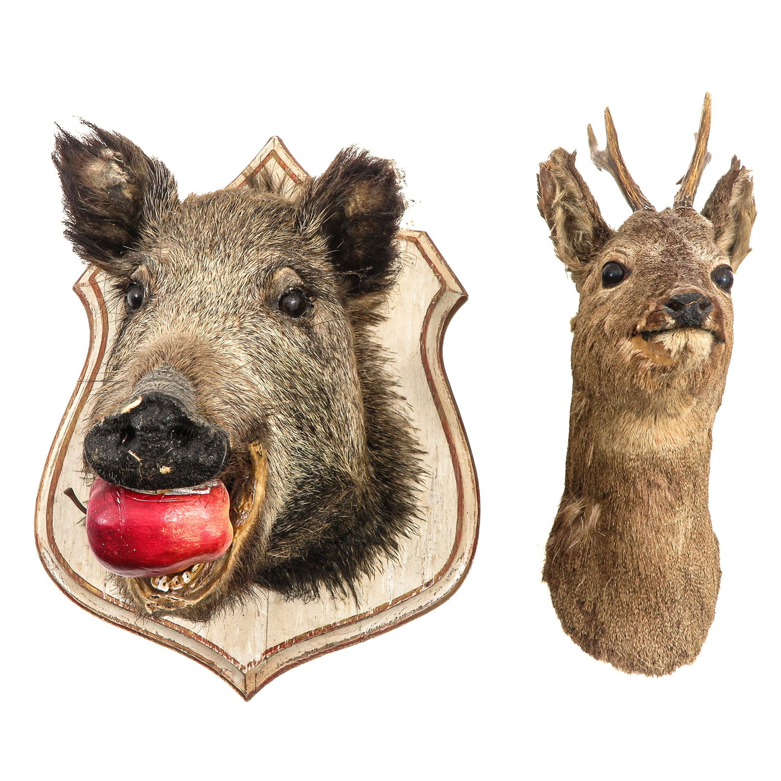 A Lot of 2 Mounts: Consisting of two mounted animal heads, including a wild boar's head on a shield, height 52 cm.