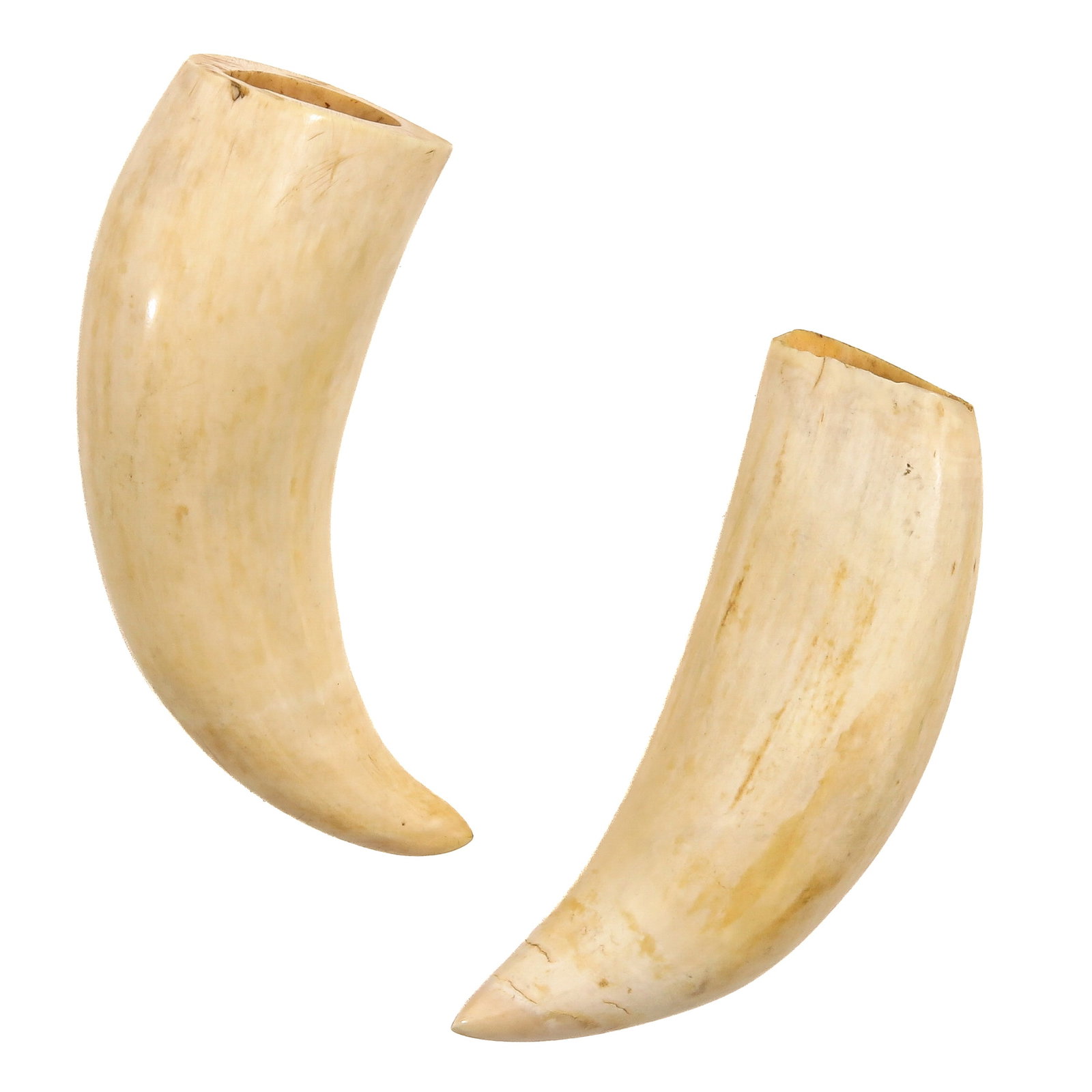 A Lot of 2 Seal Teeth: of 2 seal teeth, longest 13 cm
