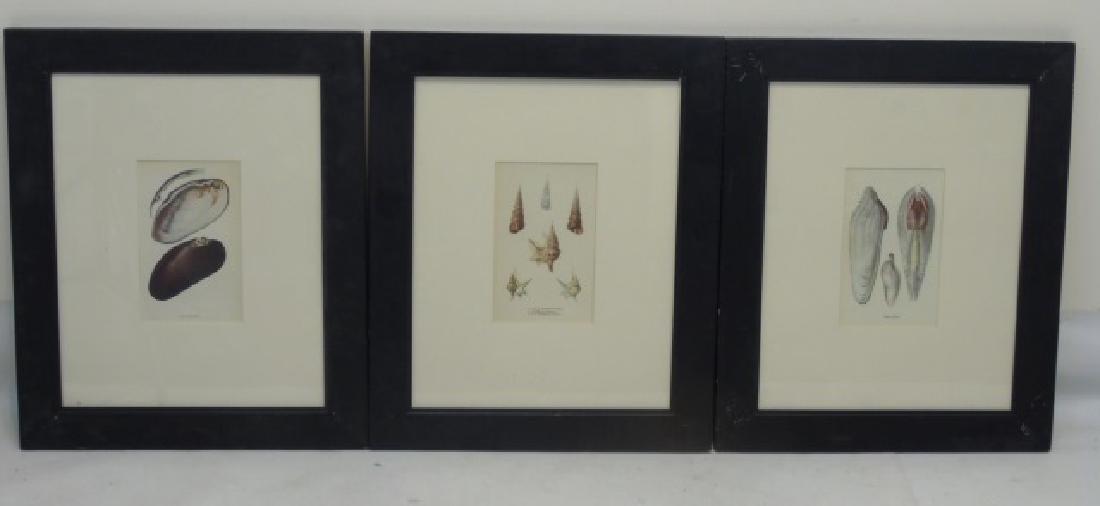 Three Framed Colored Prints of Sea Shells (1 of 4)