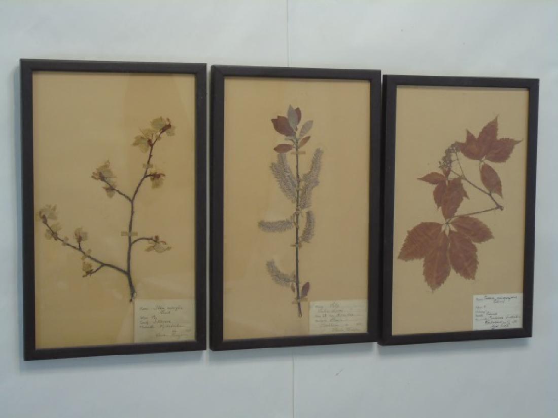 3 Antique Framed Botanical Studies c.1915 (1 of 7)