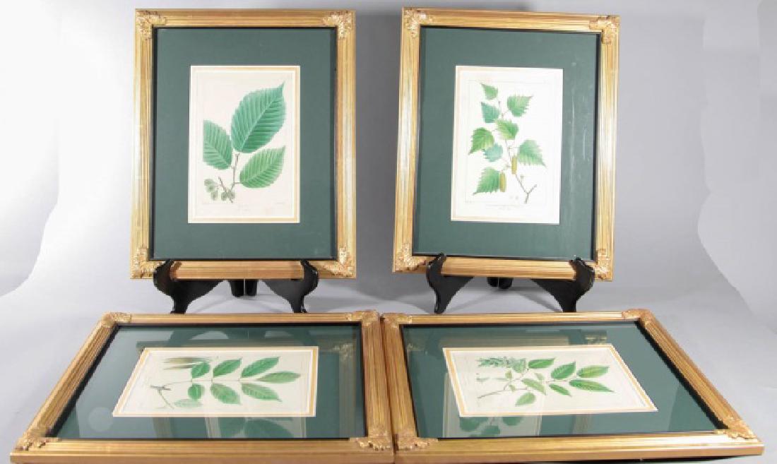 Set of 4 Nicely Framed Horticultural Prints (1 of 2)