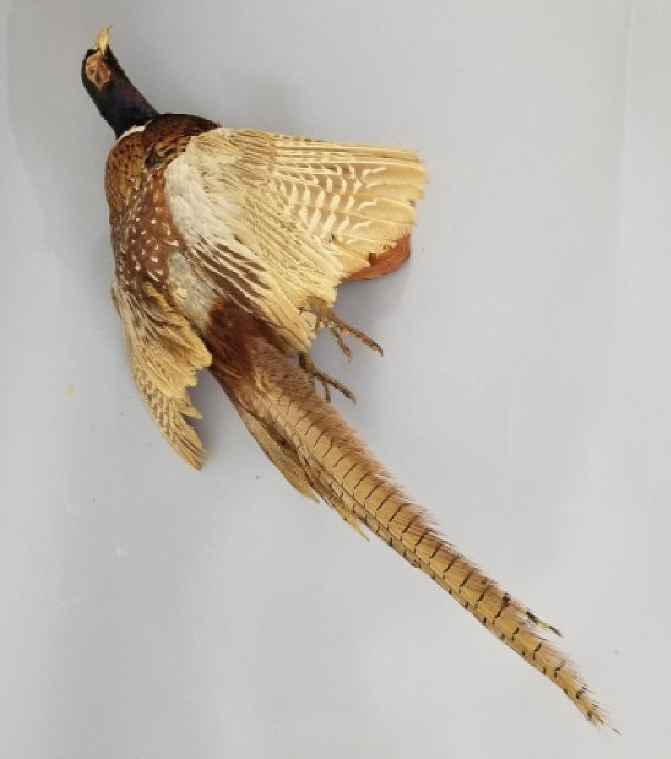 Taxidermy Pheasant on Wood Wall Mount (1 of 10)