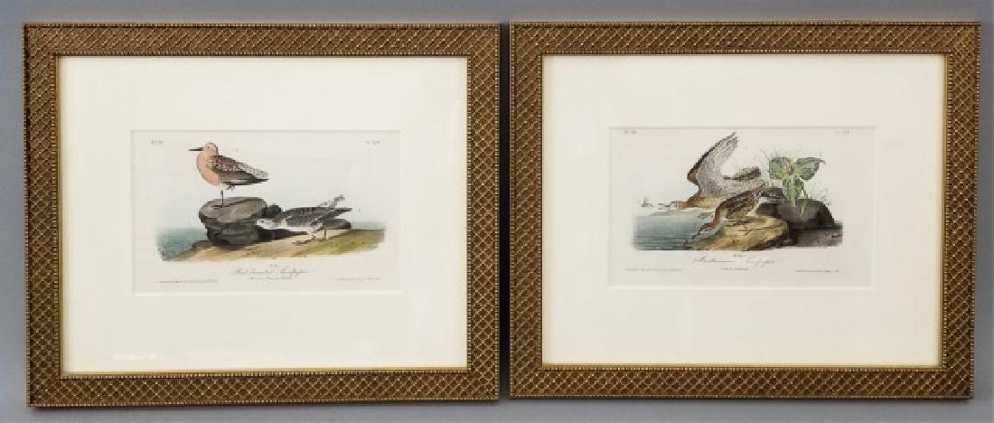 Pair Antique Framed J J Audubon Bird Engravings (1 of 10)