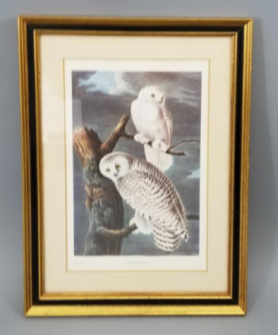 Framed JJ Audubon Snowy Owl Print Reproduction (1 of 7)