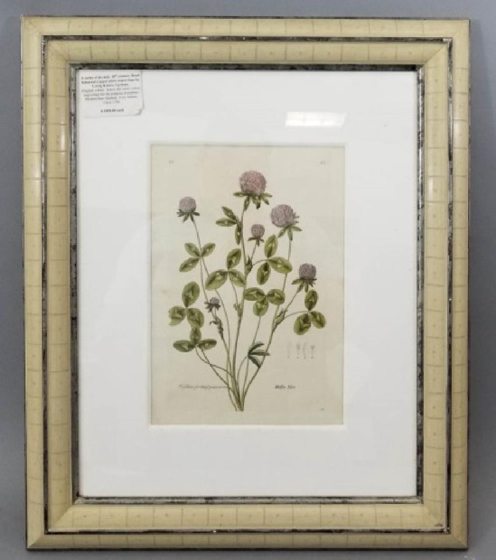 18th C Botanical Color Engraving by Georg Knorr (1 of 7)