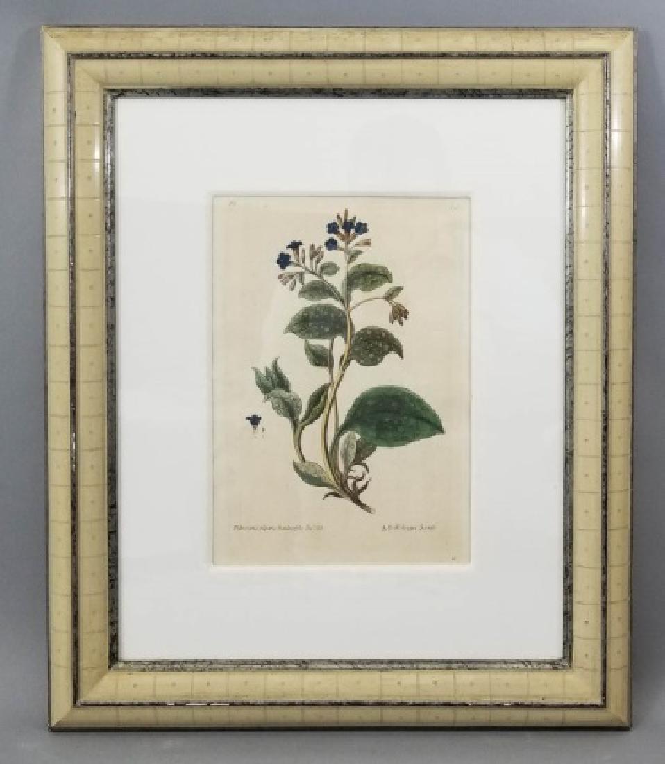 18th C Botanical Color Engraving by Georg Knorr (1 of 10)