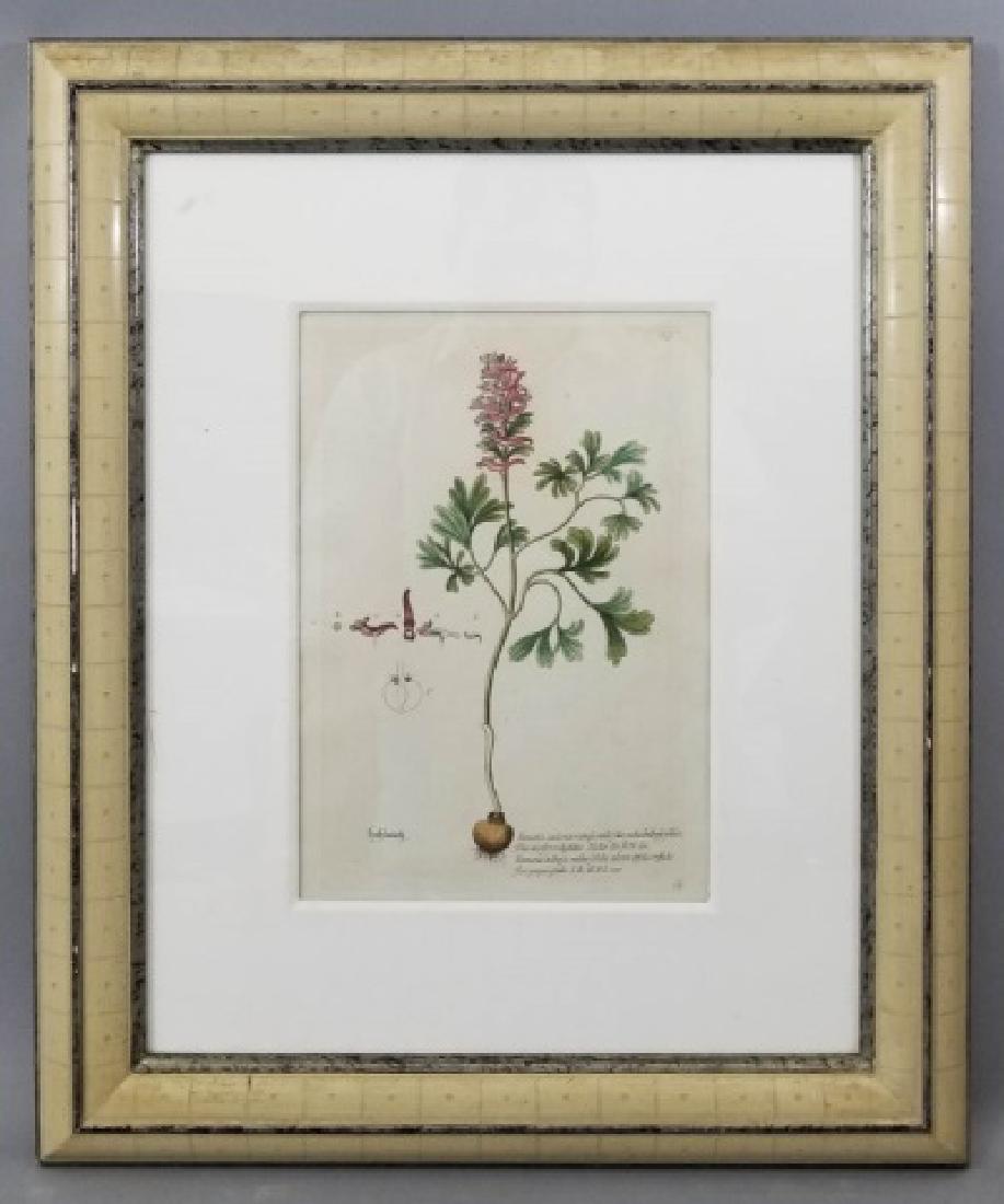 18th C Botanical Color Engraving by Georg Knorr (1 of 9)