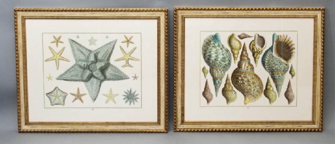 Pr Well-framed Color Prints of Shells & Sea Stars (1 of 10)
