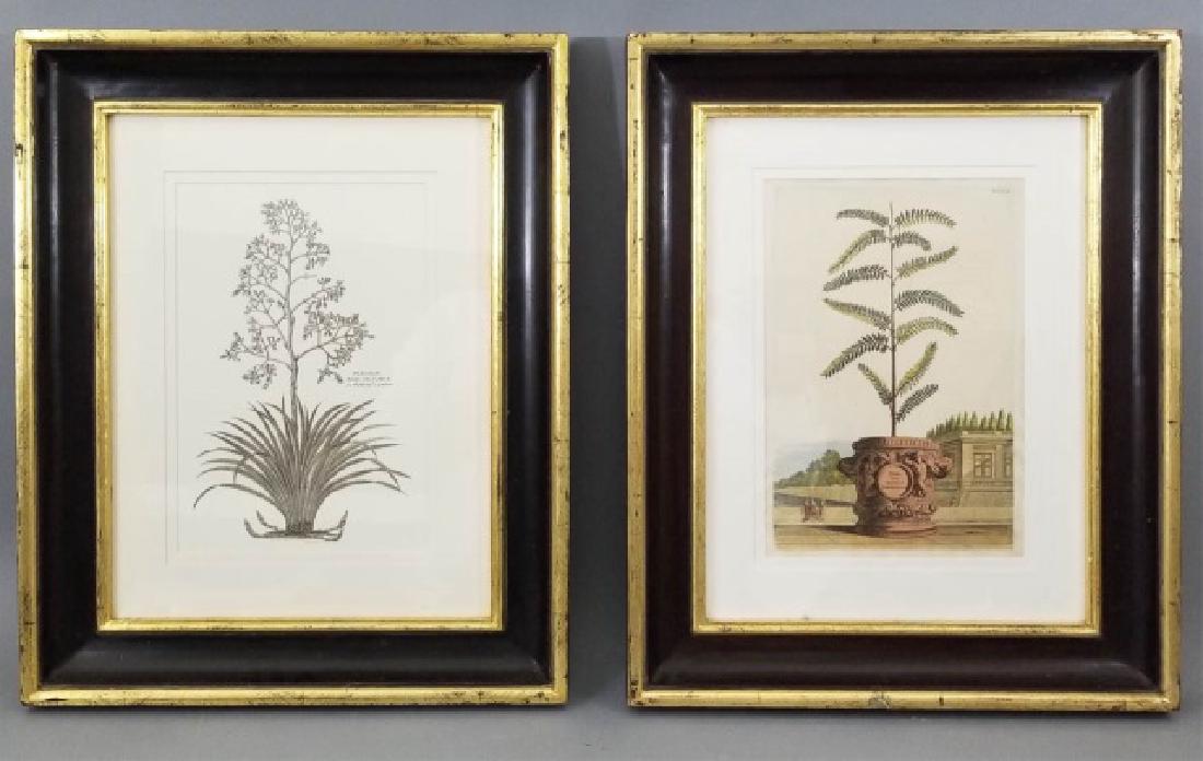 2 Framed Antique Botanical Engravings of Mimosa (1 of 10)
