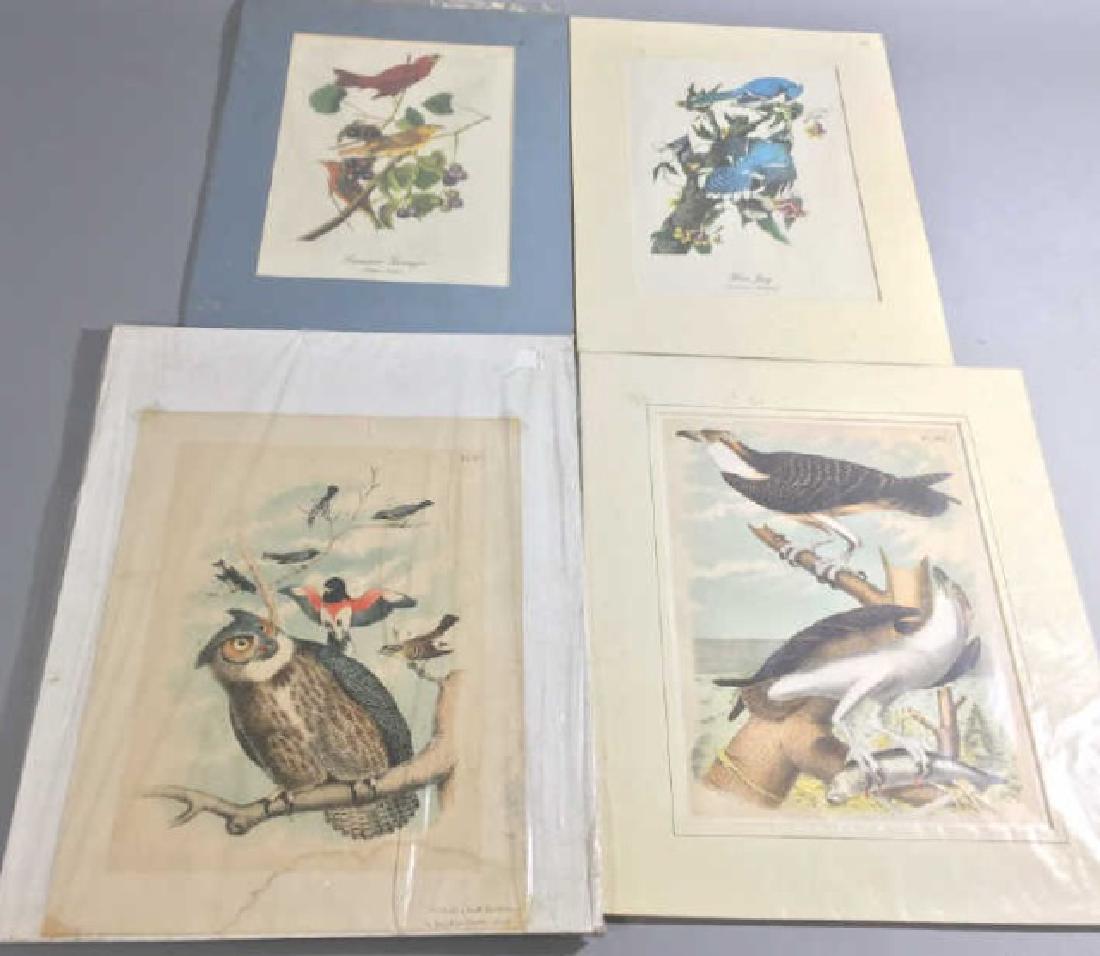 4 Antique Color Lithograph Prints of American Bird (1 of 4)