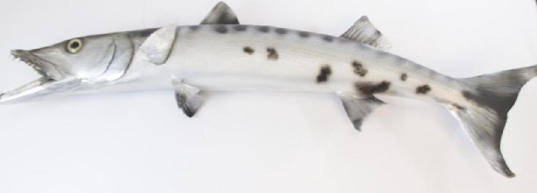 Large Vintage Taxidermy Salt Water Fish (1 of 4)