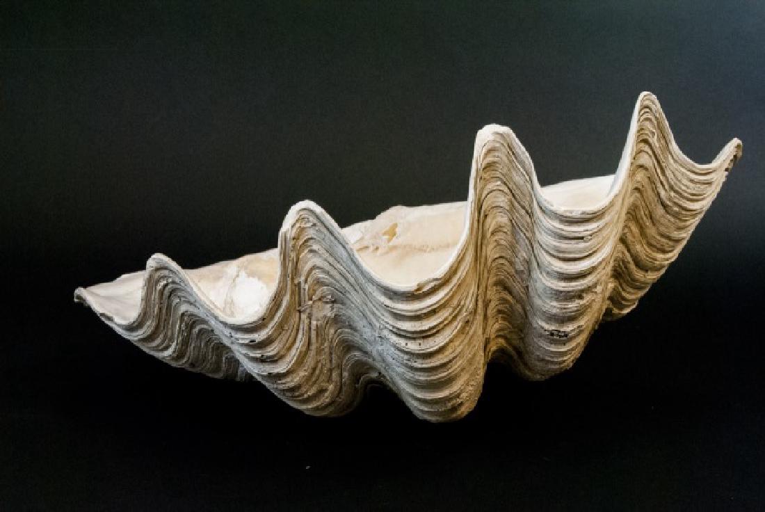 Giant Natural Clam Shell Specimen - 1 of 2 (1 of 6)