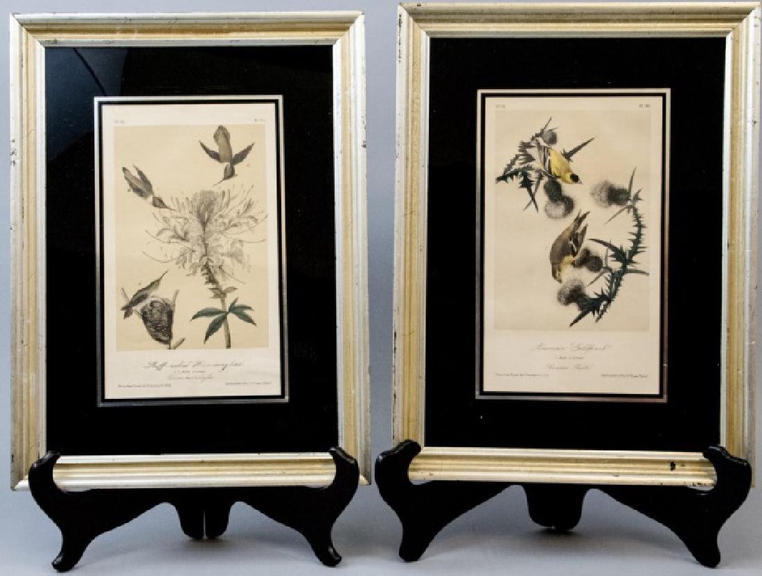 Pair of Framed Ornithological Prints After Audubon (1 of 4)