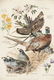 Vintage Framed Lithography Print Of Game Birds - 3