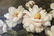 Oil on Canvas, Large White Peonies, Painting - 5