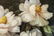 Oil on Canvas, Large White Peonies, Painting - 7