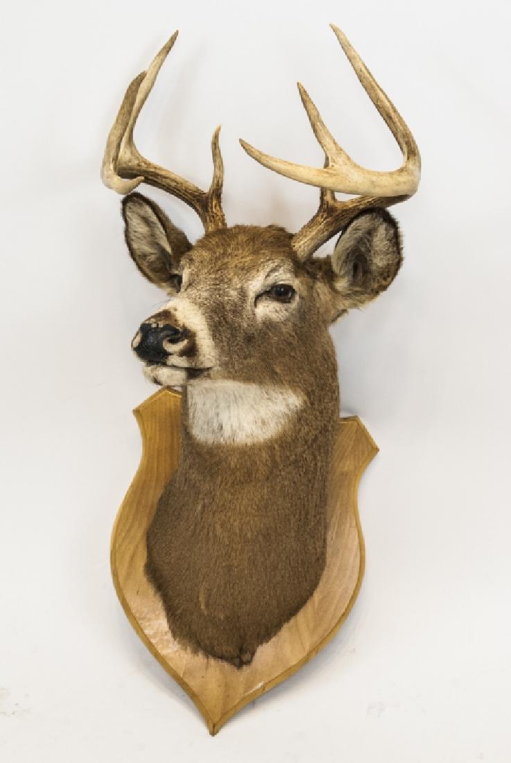 Vintage Hunting Trophy - Taxidermy Deer Buck Head (1 of 7)