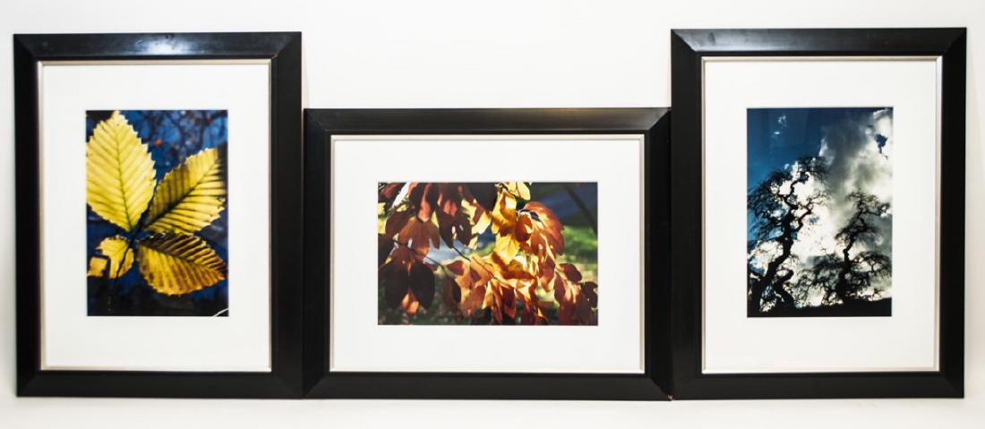 Trio of Framed Leaf & Tree Color Photographs (1 of 5)