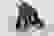 item-62106034=3