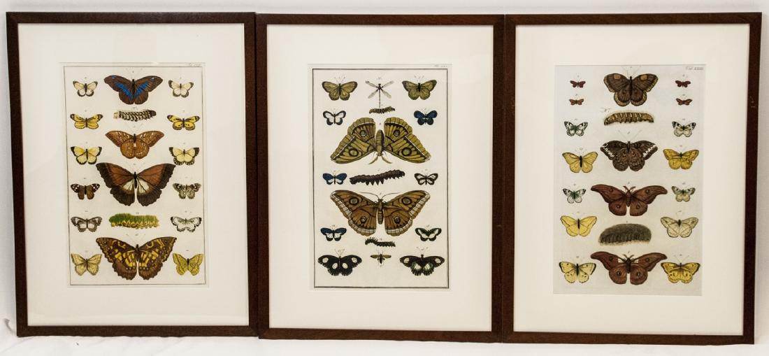 3 Vintage Framed Chromolithographs Moth Study (1 of 5)