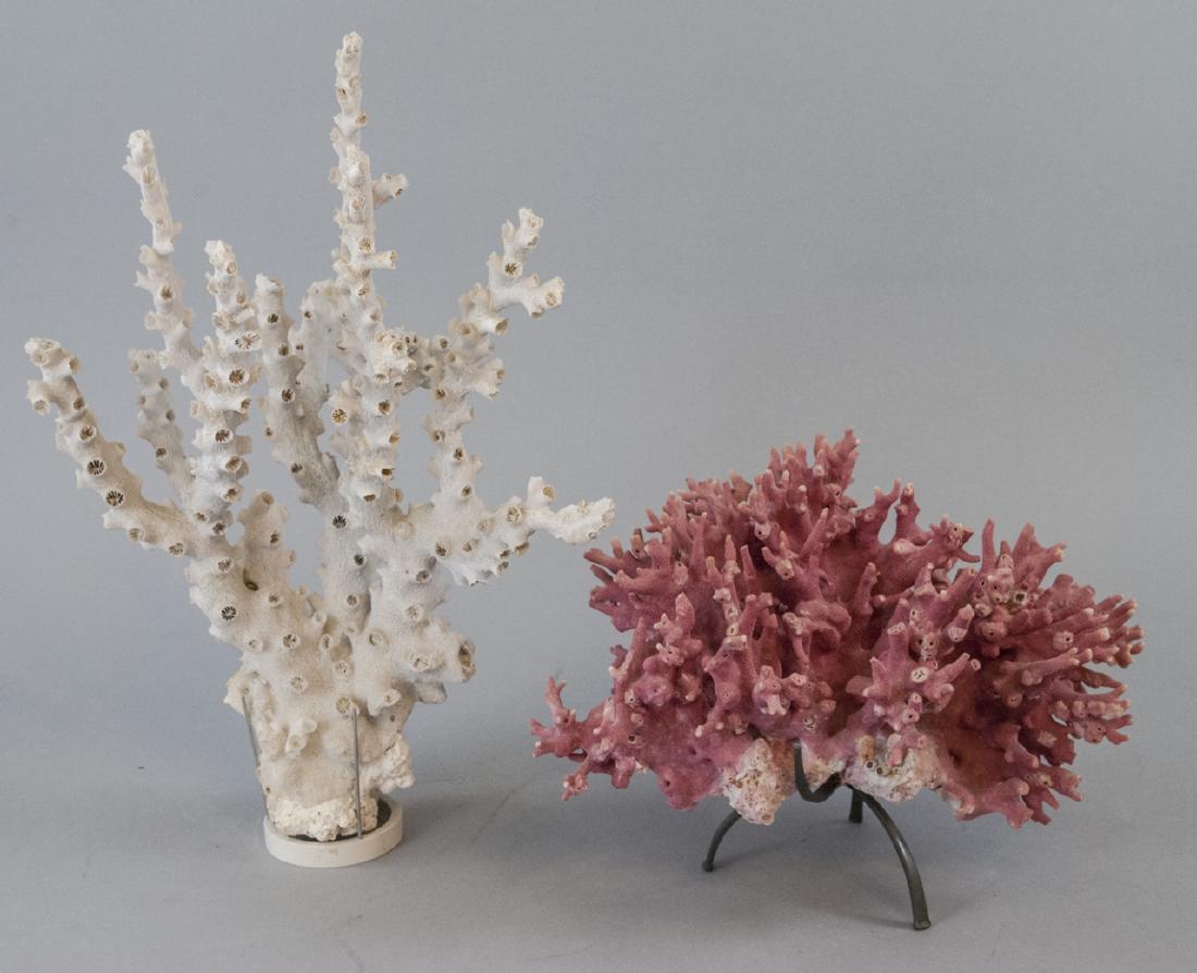 Two Pieces of Specimen Coral (1 of 8)