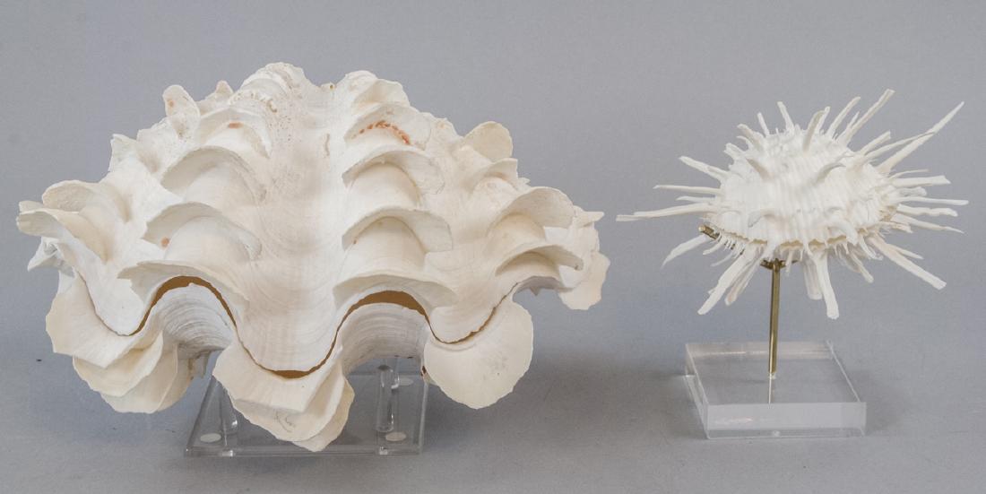 Two Pieces of Specimen Sea Life / Shells (1 of 8)