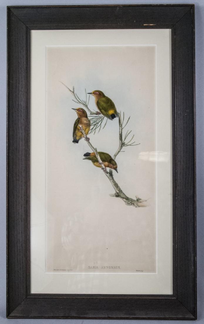 J Gould Ornithological Print "Sasia Abnormis" Bird (1 of 8)