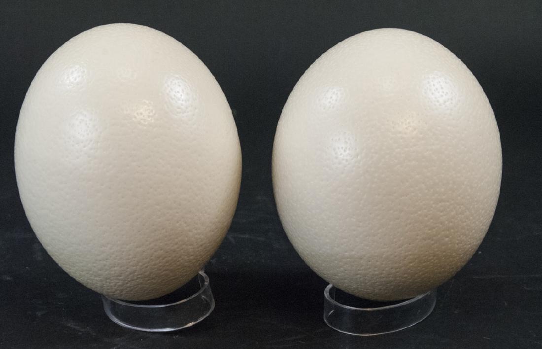 Two Natural Specimen Ostrich Eggs for Display (1 of 5)