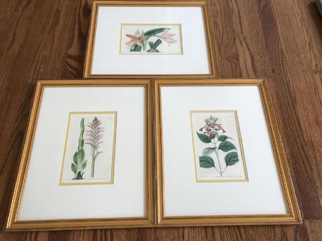 Three Custom Framed Antique Botanical Prints (1 of 3)