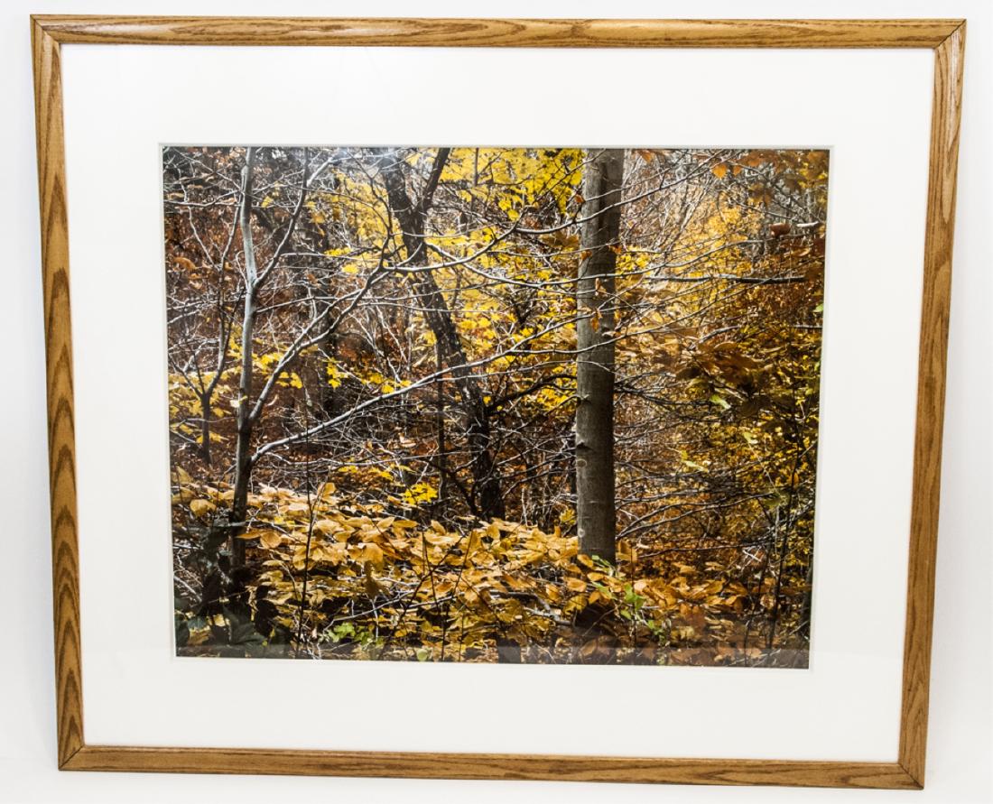 Large Professionally Framed Photograph Fall Woods (1 of 5)