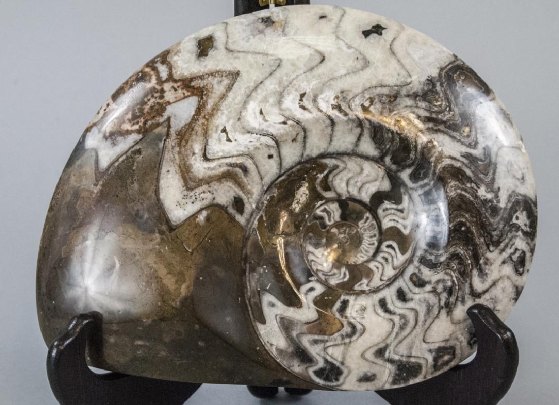 Large Moroccan Ammonite Fossil Natural Specimen (1 of 5)