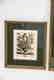Two H. Fletcher Botanical Engraving Prints Framed - 2